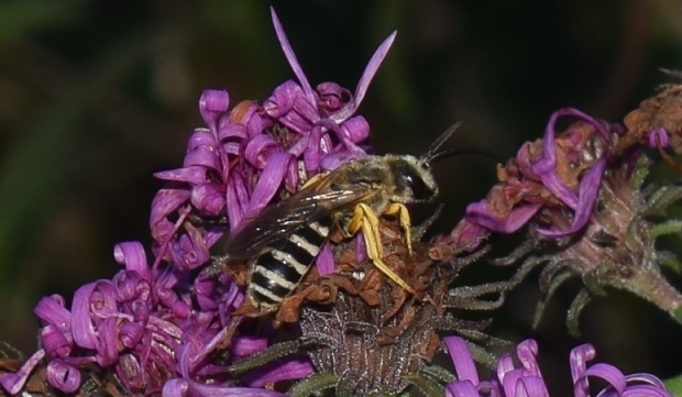 Ape? Halictus sp., maschio (Apidae Halictinae)